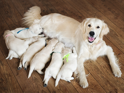 The Kennel Club Assured Breeders scheme 