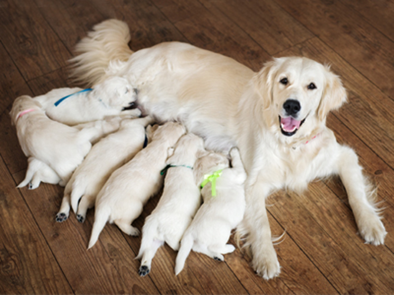 The Kennel Club Assured Breeders scheme | Dog breeding