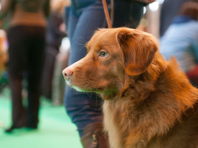 Companion dog shows | Events and 