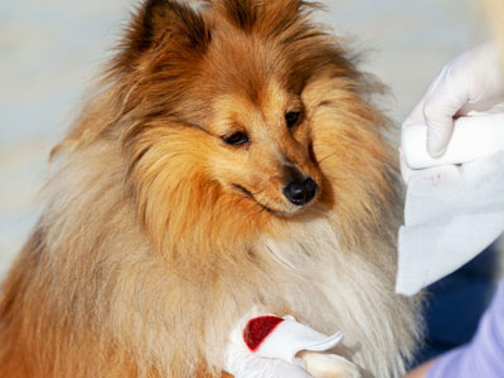how to treat a cracked rib in a dog