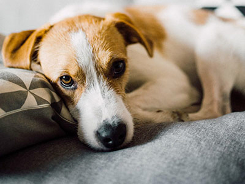 Arthritis in dogs | Dog health | The Kennel Club