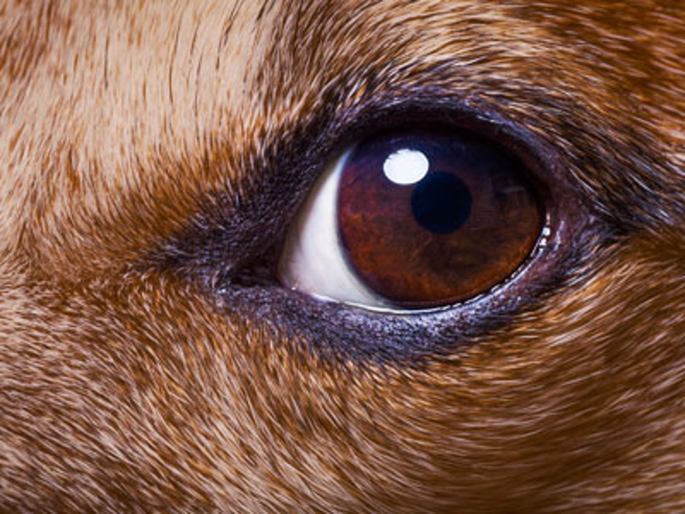 Eye Emergencies Dog Health The Kennel Club