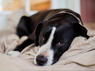 dog scabies treatment over counter