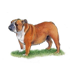 english bulldog kennels