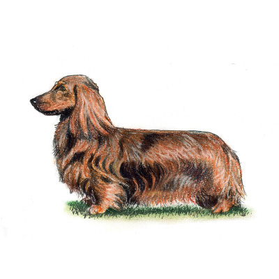 standard long haired dachshund breeders