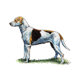 Breeds A to Z | The Kennel Club