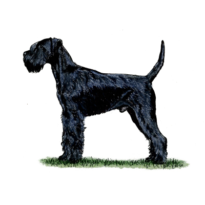 schnauzer kennel club