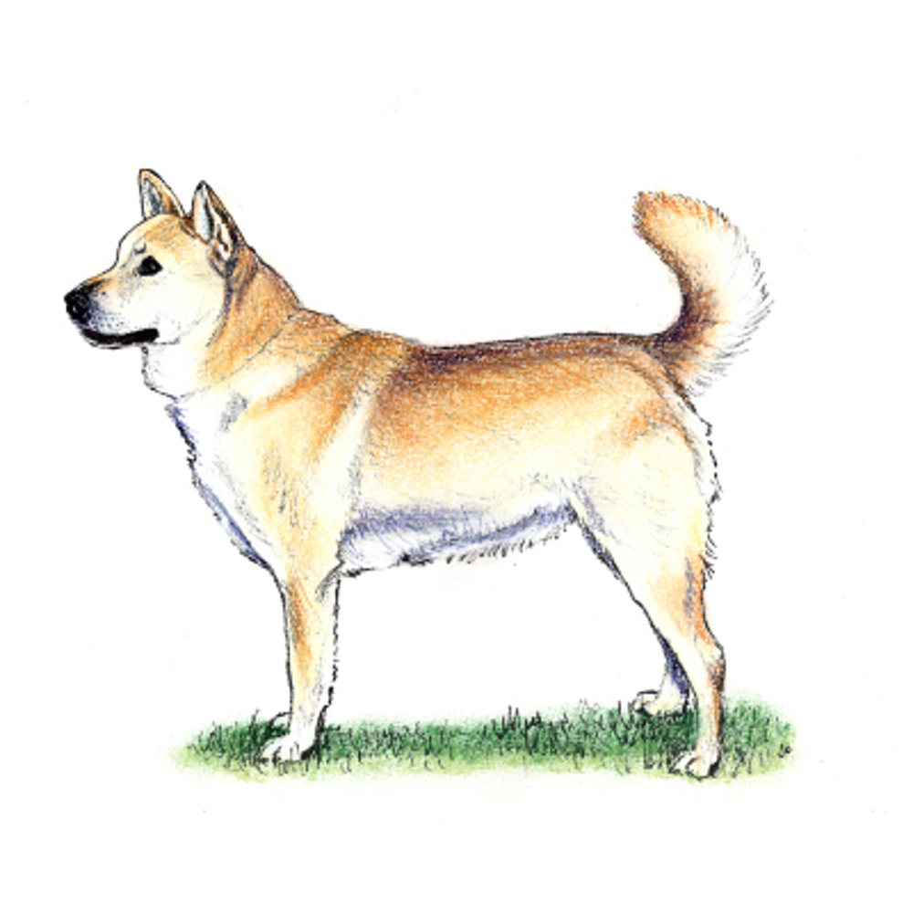 how much do jindo dogs cost