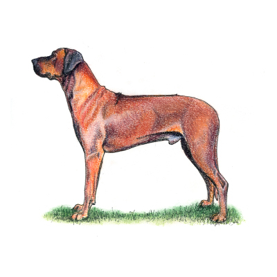 rhodesian ridgeback kennel club