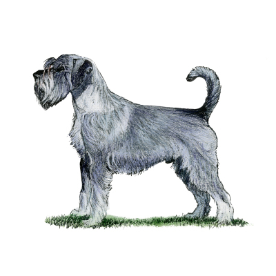 schnauzer kennel club