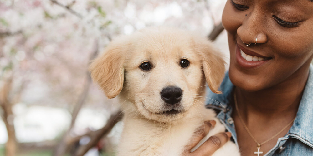 The Kennel Club | Welcome To The Kennel Club Website