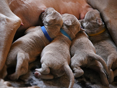 giving milk to puppies