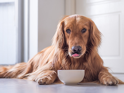 foods with omega 3 fatty acids for dogs