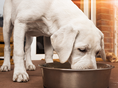 feeding puppy adult food