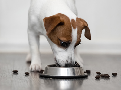 feeding small breed dogs