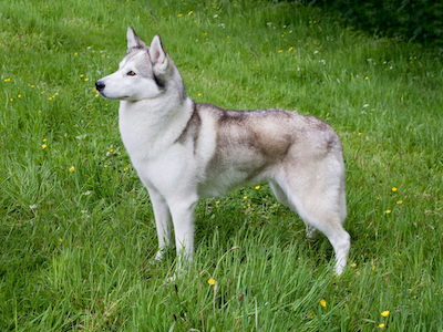 pedigree husky