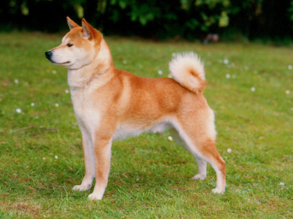 shiba inu kennel