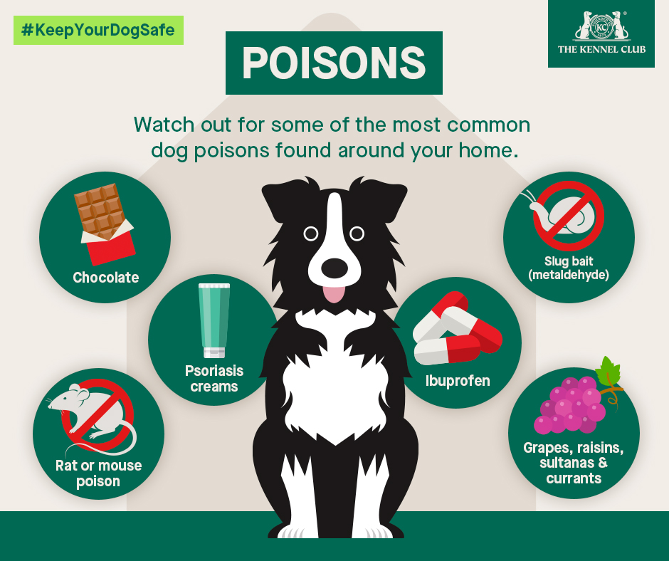 Poisons  Dog health  The Kennel Club