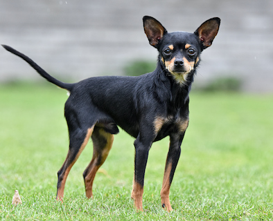 mini russian toy terrier