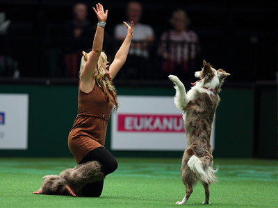 heel work dogs