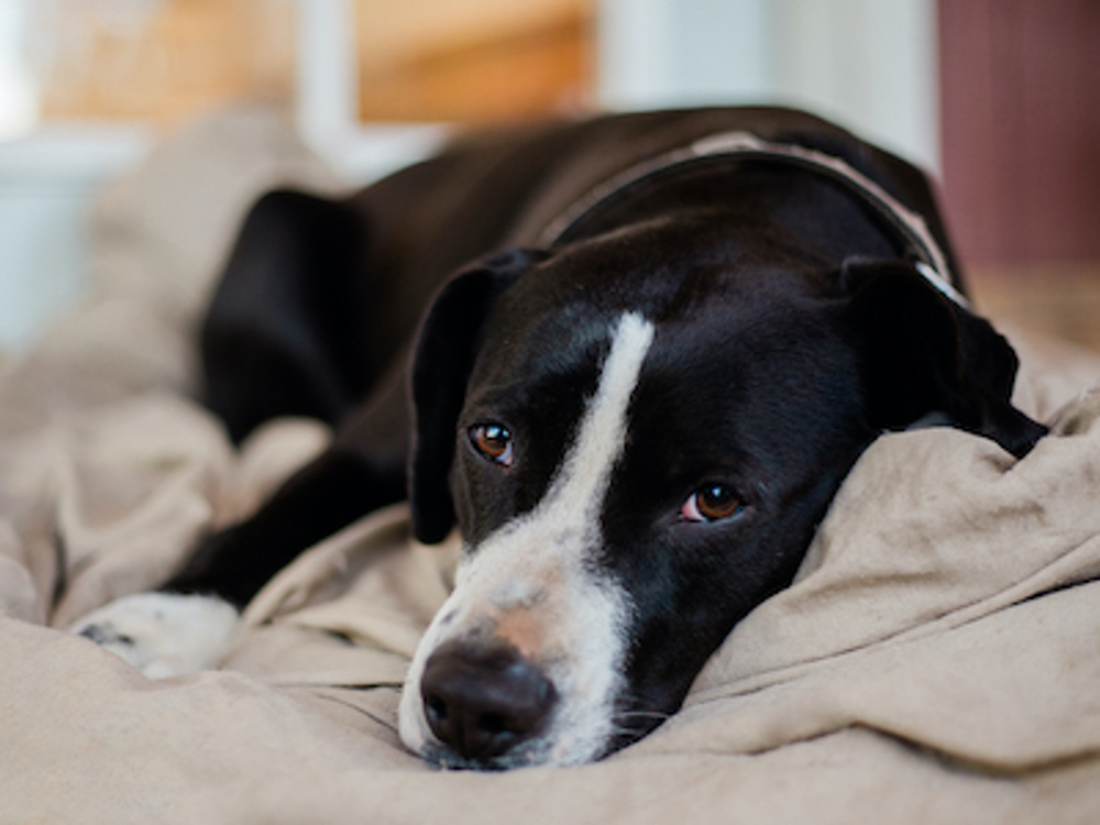 what can i give my dog for upset stomach and vomiting uk
