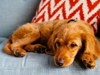 foods to help puppy diarrhea