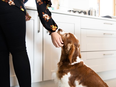 healthy snacks for dogs to help lose weight