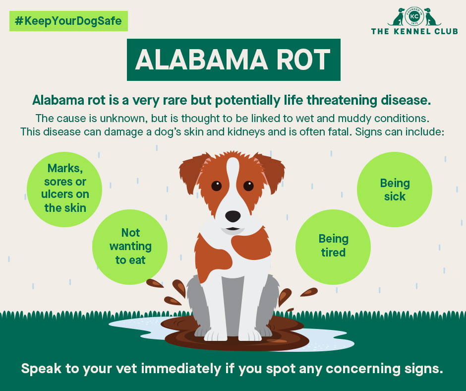 Alabama Rot Dog Health The Kennel Club   Kc Alabamarot 940x788 Facebookpost 