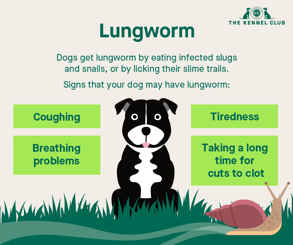 Lungworm In Dogs | Dog Health | The Kennel Club