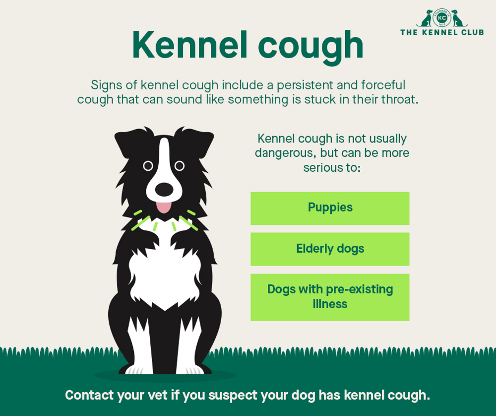 can you catch an upper respiratory infection from a dog