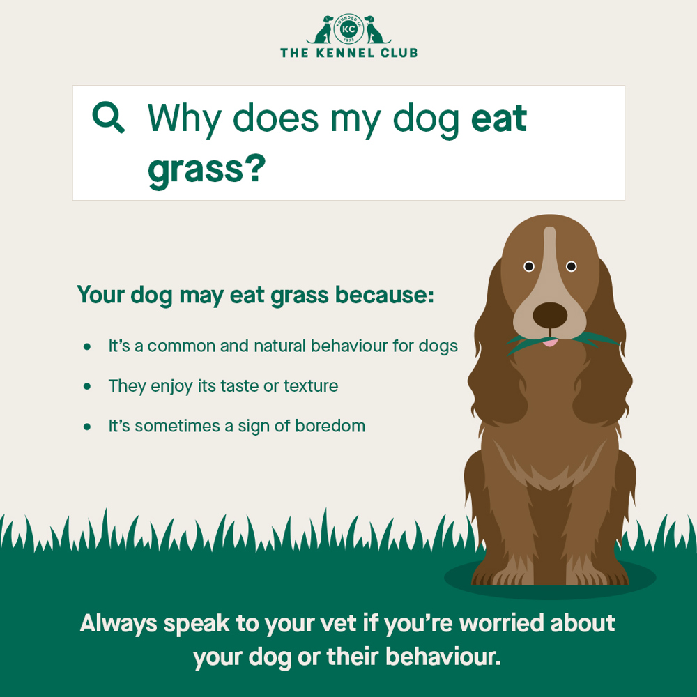 what to feed my dog that is throwing up