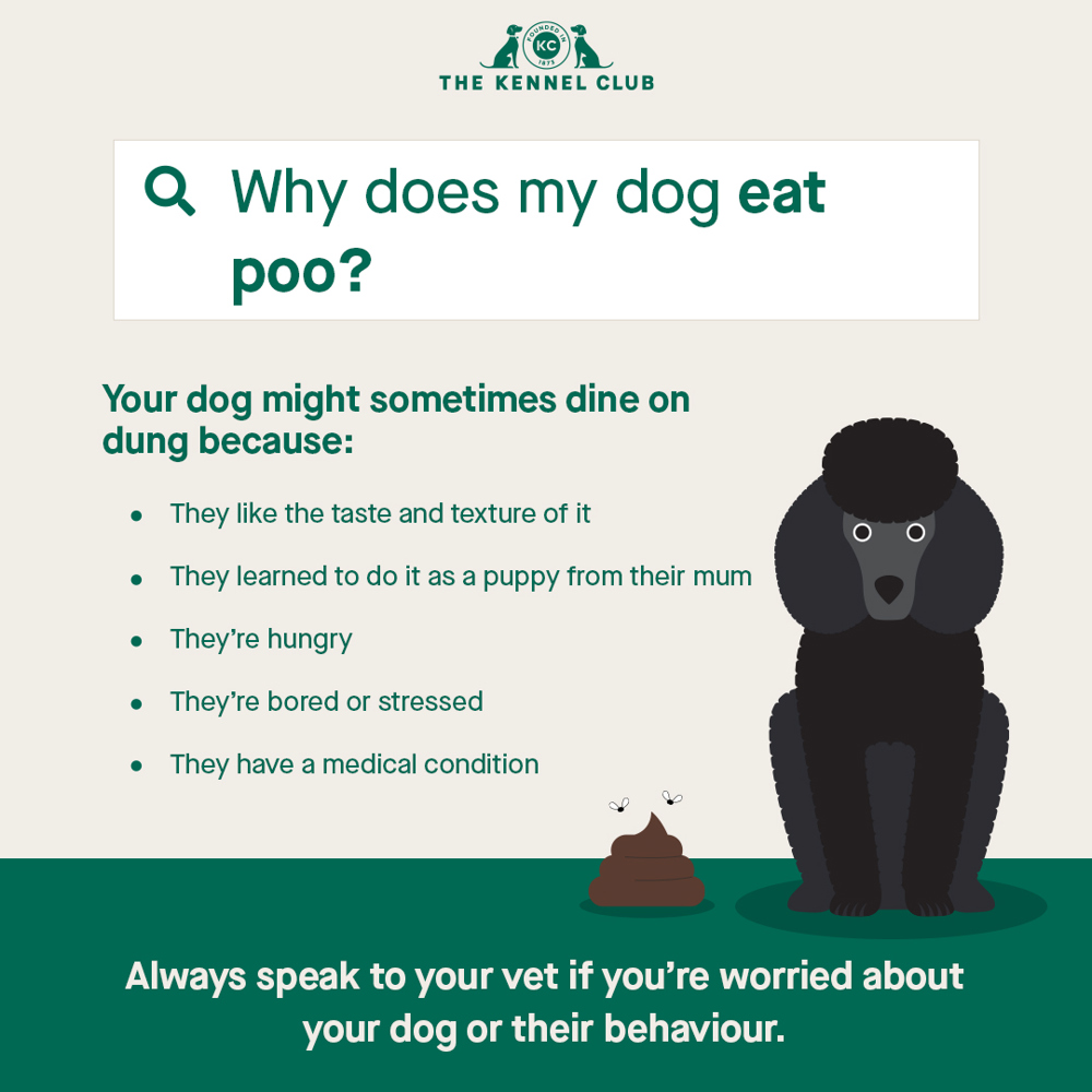 what makes a dog stop eating poop