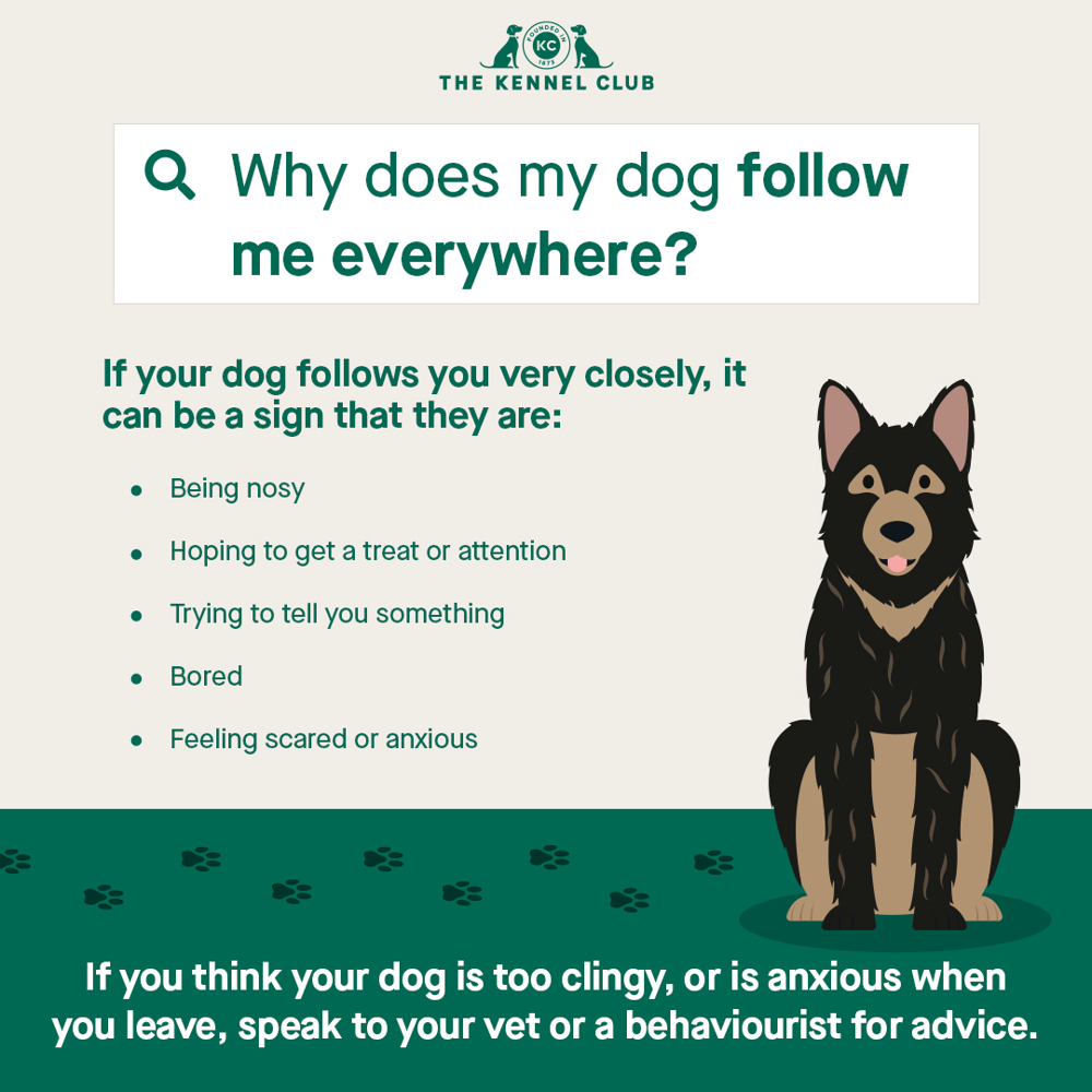 how to make a dog follow you