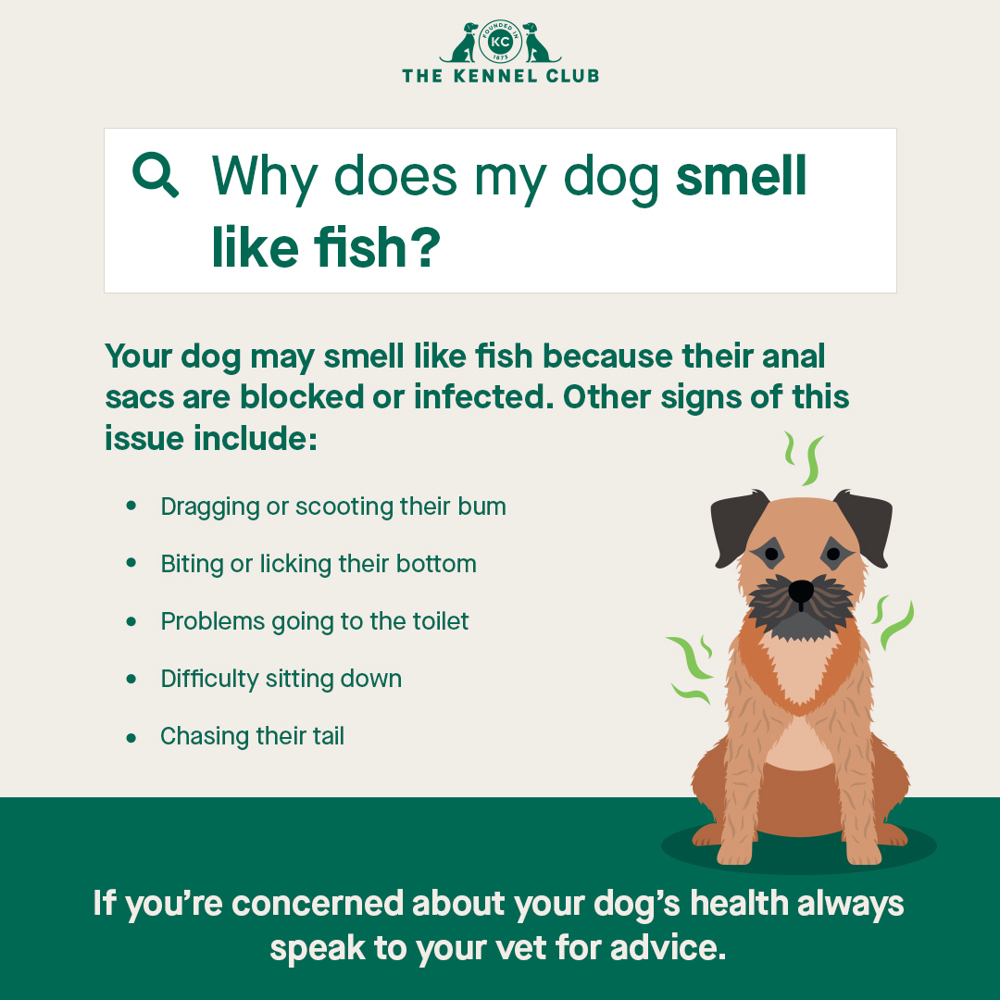 why does my dog leak a fishy smell