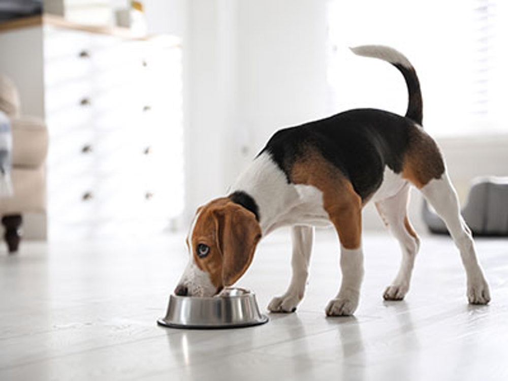 how do i know if my dog has food allergies
