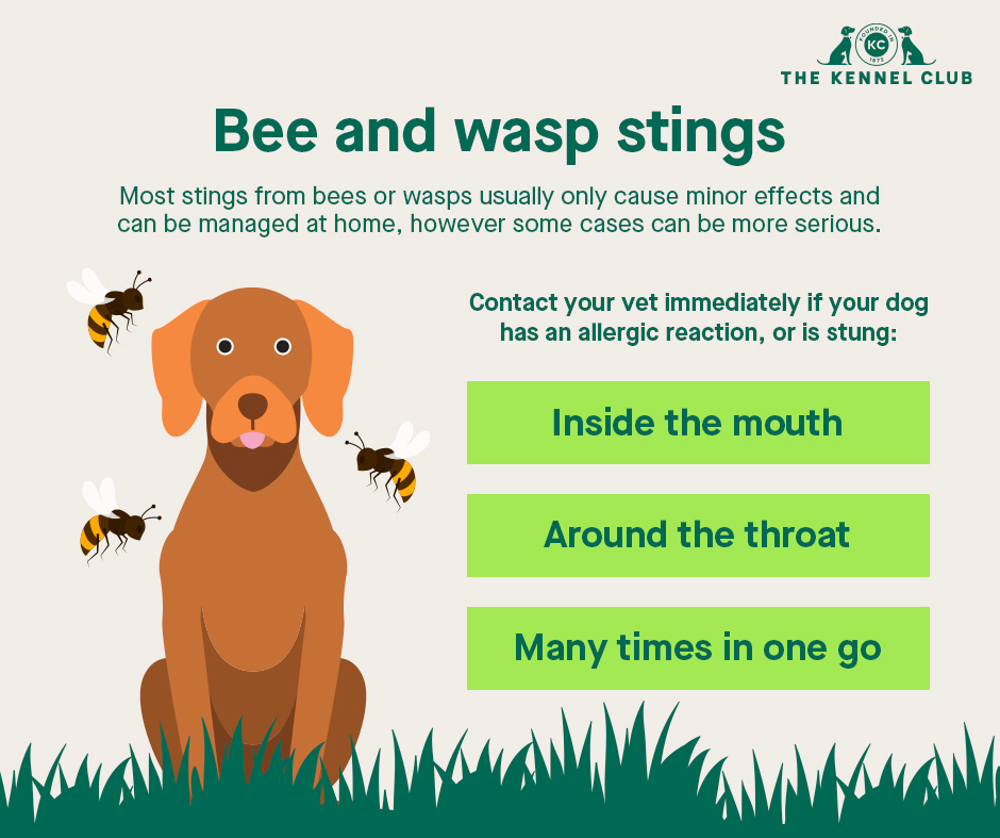 what happens if dogs eat bees
