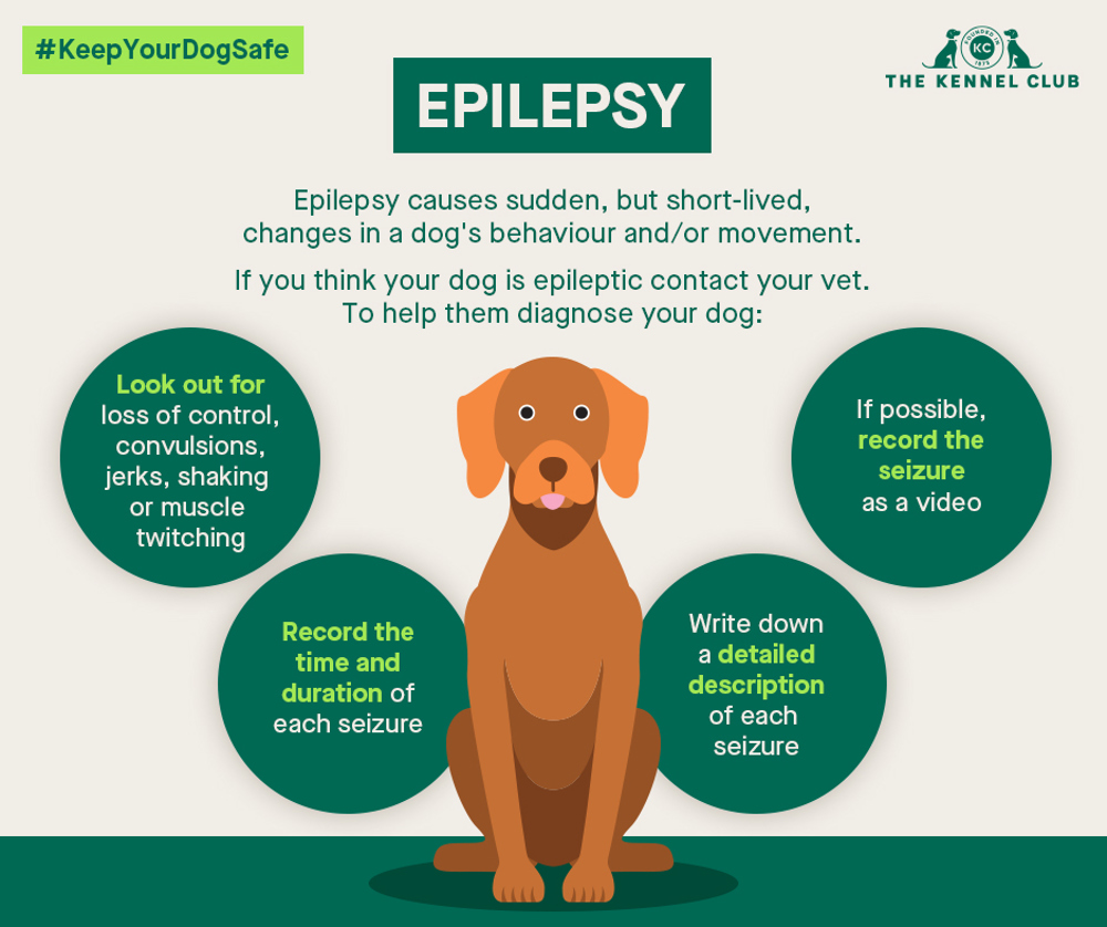 how do you know if your puppy has brain damage