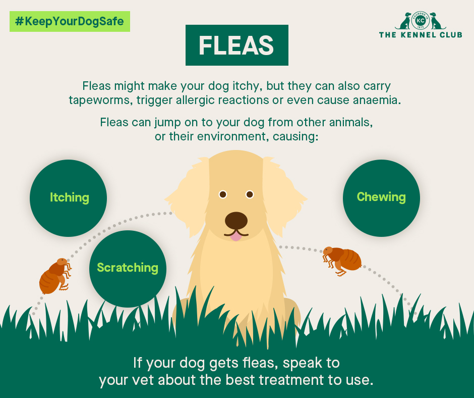 best way to treat fleas on puppies