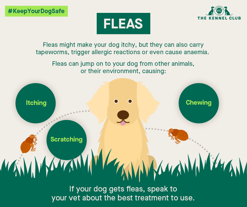 where do fleas hide on dogs