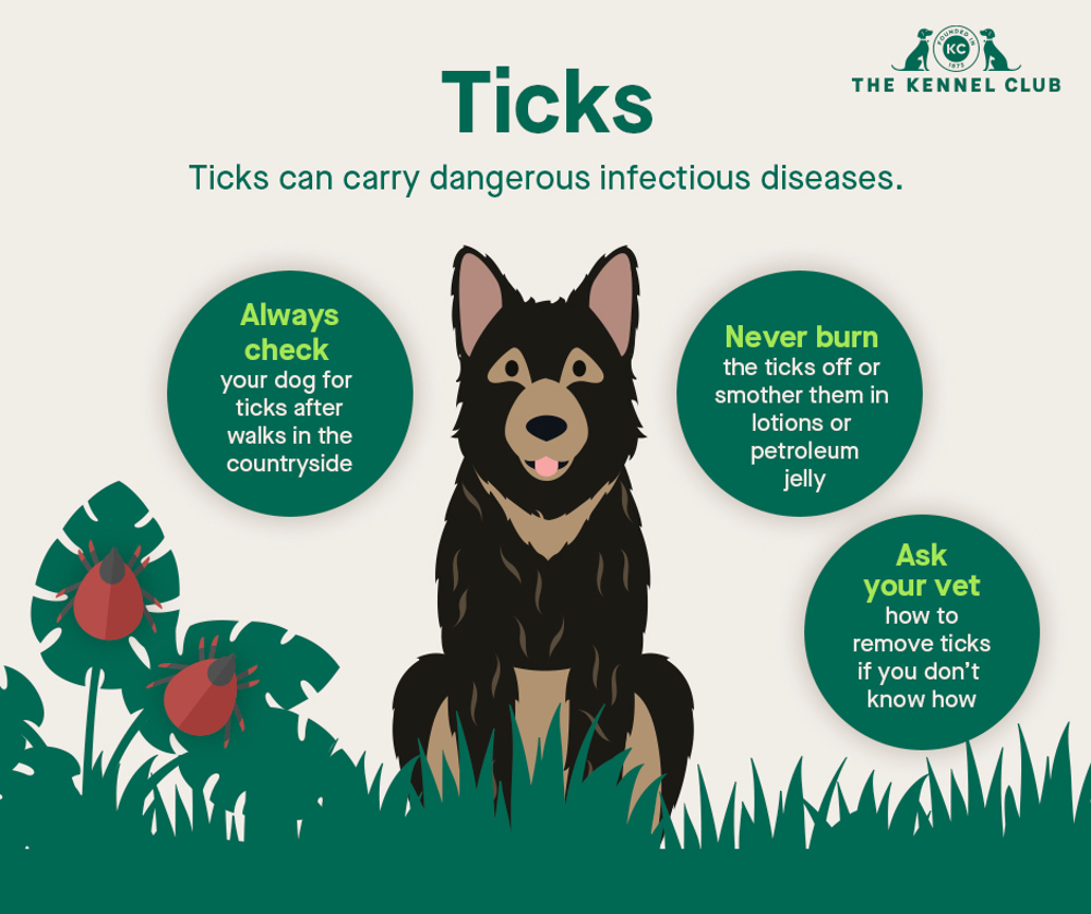 do tick bites itch dogs