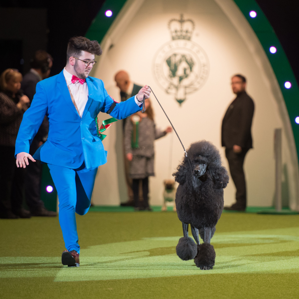 Dog showing competitions Young Kennel Club