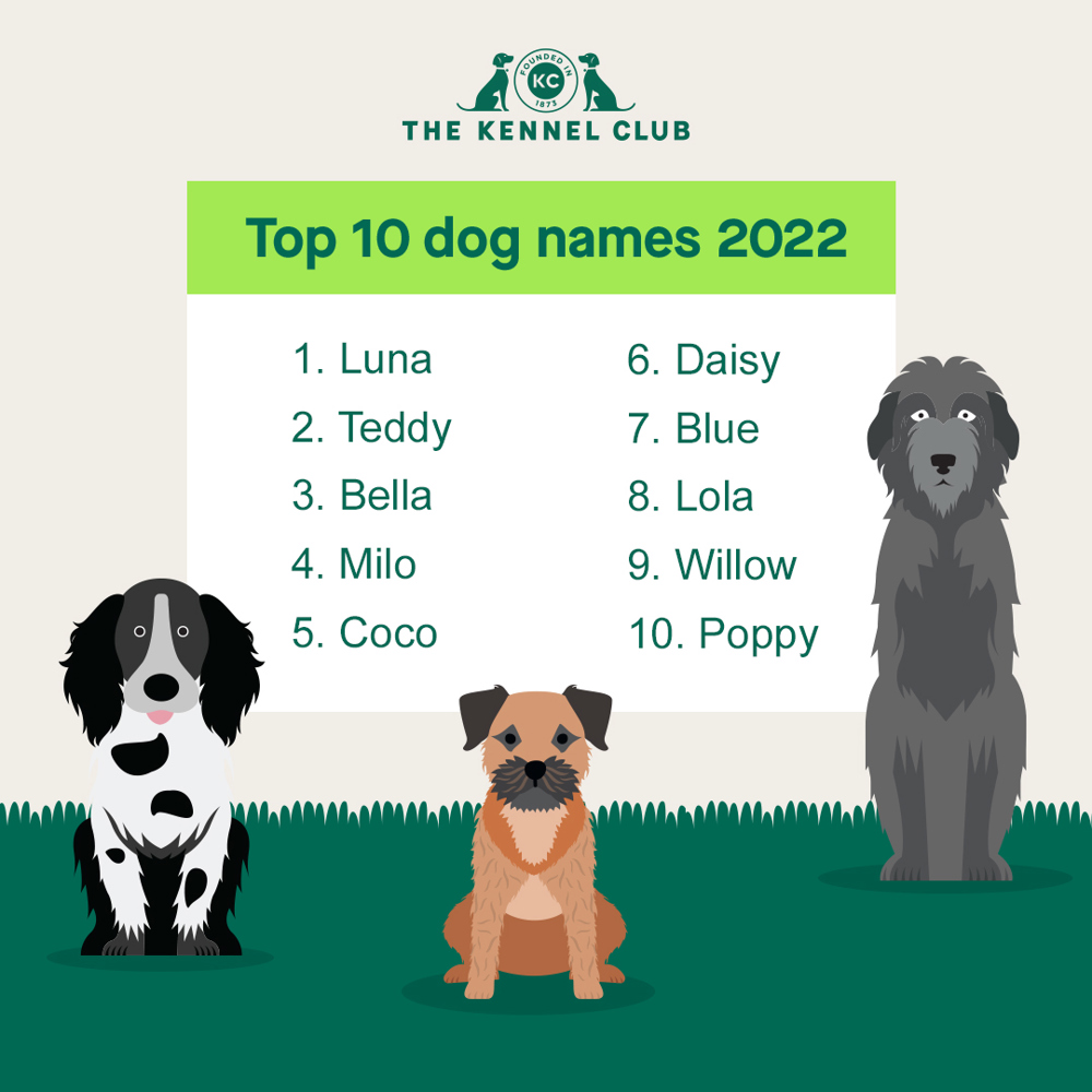 how do i find my dogs kennel club name