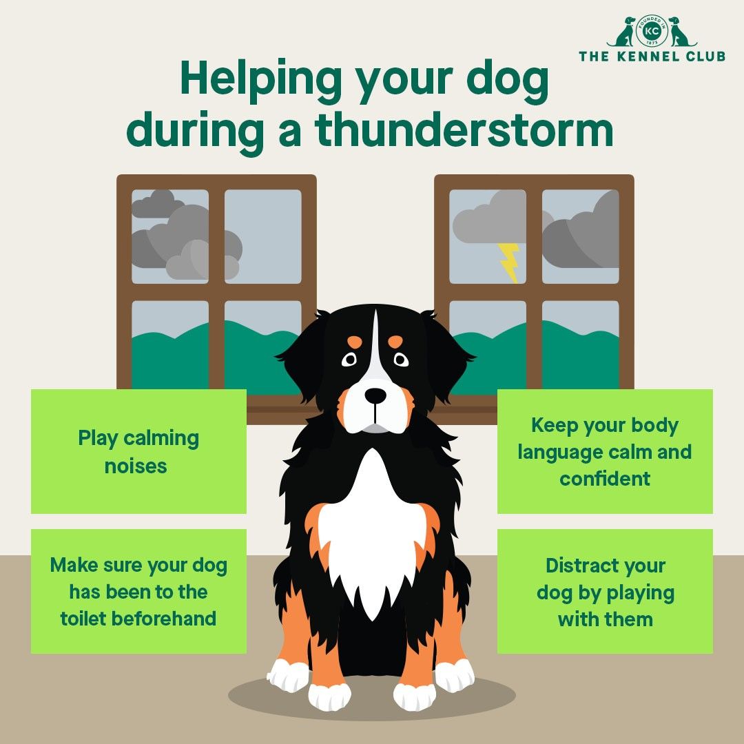 home remedies for dogs scared of thunder