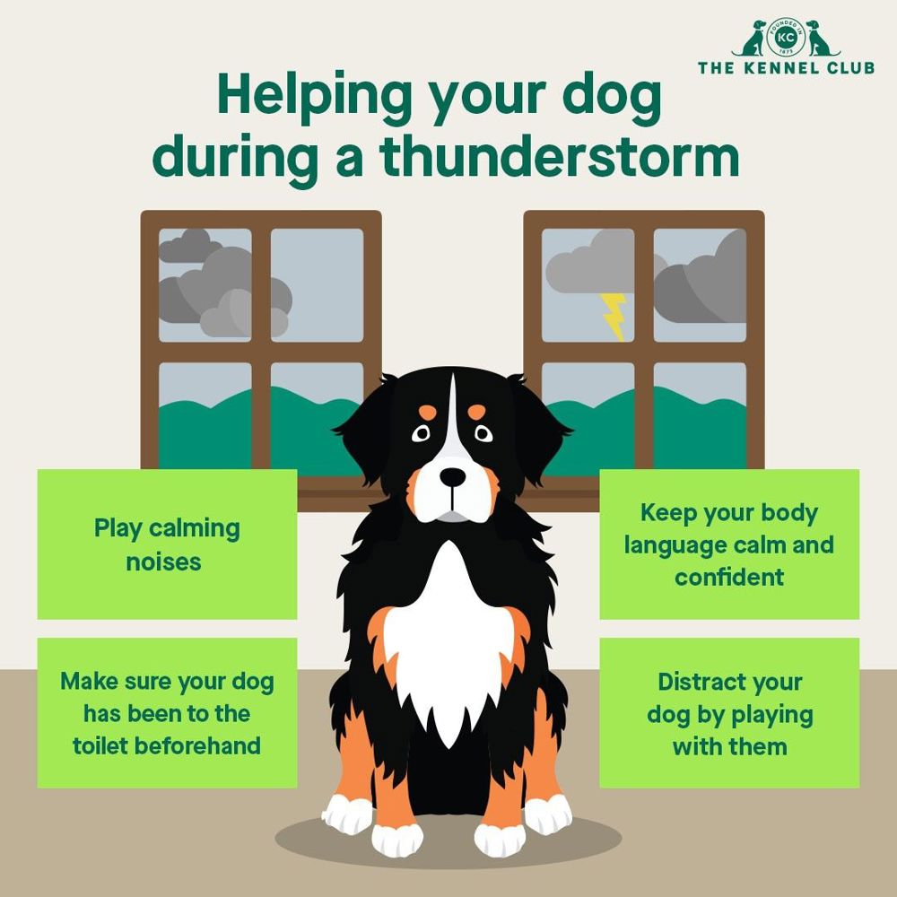 what to give a dog during a thunderstorm