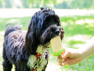 is chewing ice bad for dogs