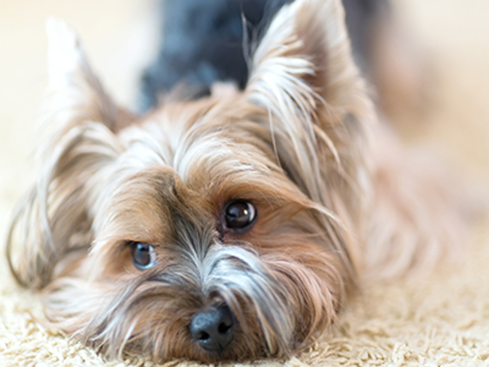 does amoxicillin help dogs with uti