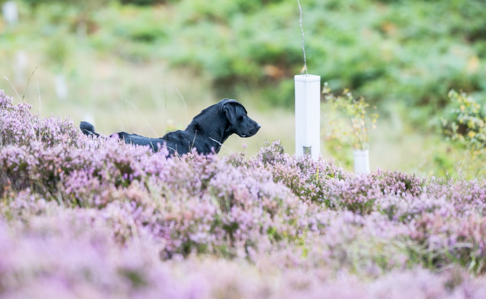 code-of-best-practice-for-retriever-field-competitor-kennel-club