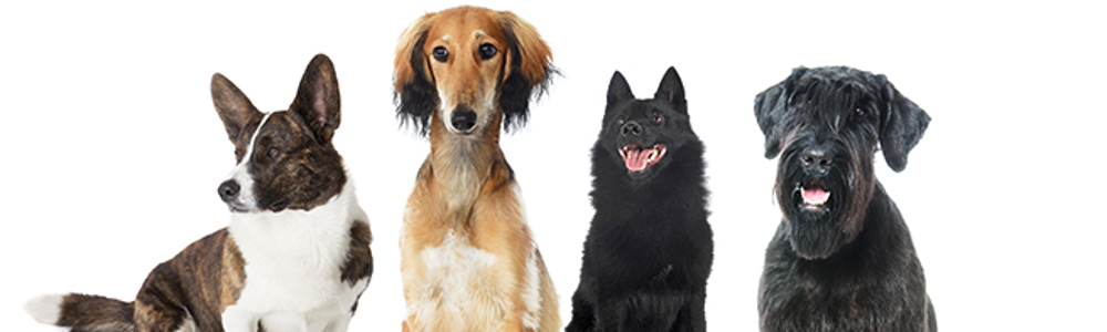 The Kennel Club DNA Testing Services | Health | Kennel Club