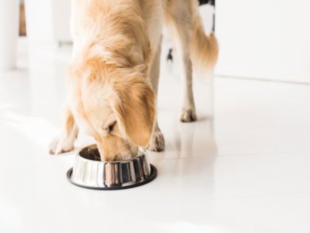 what to feed my dog after giving birth