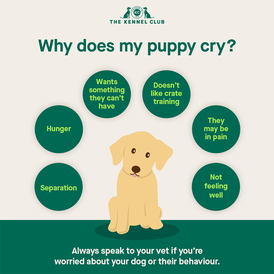 Why Does My New Puppy Cry? | The Kennel Club